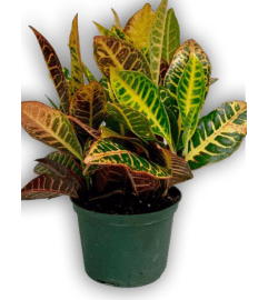 Fresh Green Spring Croton Plant In Green Pot. An arrangement by Shalimar Flower Shop.