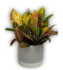 Fresh Green Spring Croton Plant In Grey Ceramic Pot. An arrangement by Shalimar Flower Shop.