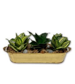 Wild Snake Plant Trio in Brass Basket. An arrangement by Shalimar Flower Shop.
