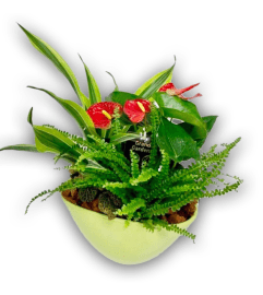 Wispy Wonder Garden Plant in Ceramic Pot. An arrangement by Shalimar Flower Shop.