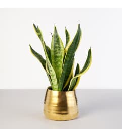 Glamour Dracaena Plant. An arrangement by Brickell Exclusive Blooms.