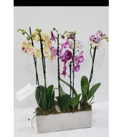 Regal Orchids prem. An arrangement by Hooray's From Hollywood Inc.
