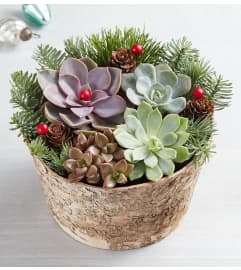 Succulent Wonderland. An arrangement by Aventura Glamour Flowers. Succulent Wonderland. An arrangement by Aventura Glamour Flowers.