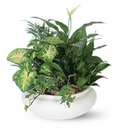 Dish Garden ceramic colors will vary. An arrangement by Florist of the Northwoods.