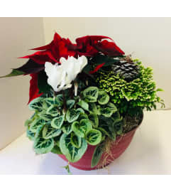 Christmas Decorative Planters. An arrangement by Nicol Florist.