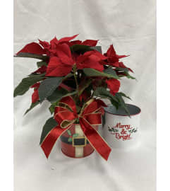 6 Beautiful Red Poinsettia Plant. An arrangement by Balloon Bouquets Plus.
