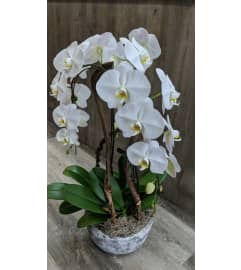 Orchids Bloom. An arrangement by Jennifer's Flowers and Gifts.