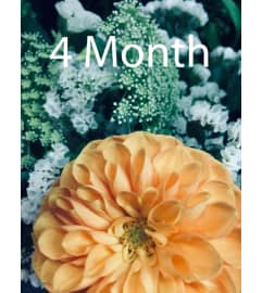Flower Subscription Service. An arrangement by The Village Green Florist. Flower Subscription Service. An arrangement by The Village Green Florist.