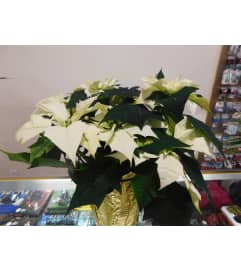 Snow White Poinsettia. An arrangement by Last Minute Gifts and Flowers.