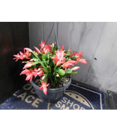 Hanging Christmas Cactus. An arrangement by Last Minute Gifts and Flowers.