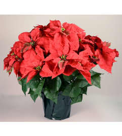 2 FOOT TALL POTTED POINSETTIA. An arrangement by Flowers by Priscilla.