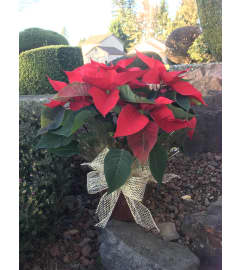 Red Christmas poinsettia. An arrangement by Renton Flower Shop. Red Christmas poinsettia. An arrangement by Renton Flower Shop.