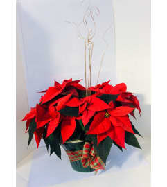 Holiday Poinsettias. An arrangement by Nicol Florist. Holiday Poinsettias. An arrangement by Nicol Florist.