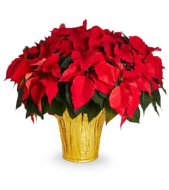 Large Red Pointsetta. An arrangement by Flowers By Gerry.