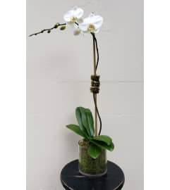 Single White Orchid Plant. An arrangement by Chelsea Florist, Inc.