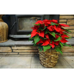 BRIGHT RED HOLIDAY POINSETTIA. An arrangement by Hours of Flowers.