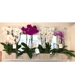 Elegant Orchid Garden Colour (may vary). An arrangement by Brooklin Floral and Garden Shoppe Inc..