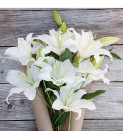 LILIES WRAPPED. An arrangement by Flowers by Priscilla. LILIES WRAPPED. An arrangement by Flowers by Priscilla.