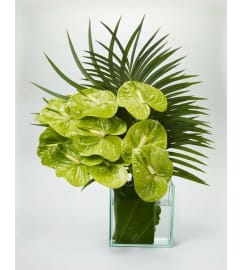 Organic Tropical Anthuriums. An arrangement by Brickell Exclusive Blooms.