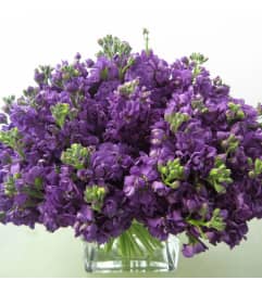 Lavanda Stock Arrangement. An arrangement by Brickell Exclusive Blooms.
