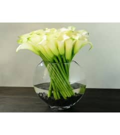 White Calla Simplicity. An arrangement by Aventura Glamour Flowers. White Calla Simplicity. An arrangement by Aventura Glamour Flowers.