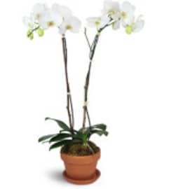 Double White Orchid plant. An arrangement by Flowerville.