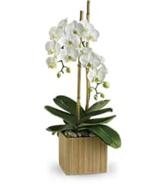 White Orchid in Natural. An arrangement by Brickell Exclusive Blooms.