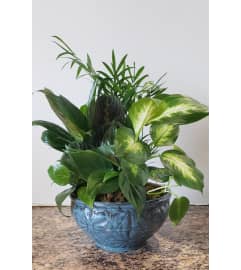 Dish Garden with Green Plants. An arrangement by Zaisers Florist and Greenhouse.