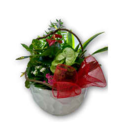 Planter with a Red Bow in Ceramic Pot. An arrangement by Shalimar Flower Shop.
