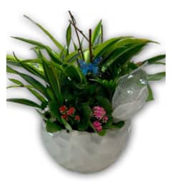 Magical Garden Planter. An arrangement by Shalimar Flower Shop.