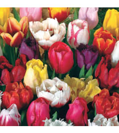 TULIP VASE - 20 stems (2 colours). An arrangement by Anderson Flowers.