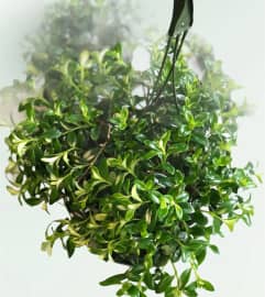 Nemantanthus Goldfish Plant. An arrangement by The Bloom Room Floral Company.
