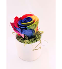 Eternal Rainbow Rose. An arrangement by Forget Me Not Flowers and More.