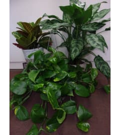 Green Plant - Let us choose!. An arrangement by Love Floral.