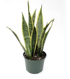 snake plant with no pot. An arrangement by Win's Flowers.