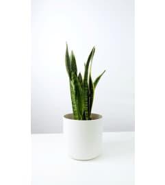 snake plant with pot. An arrangement by Win's Flowers.