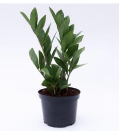 zz plant with no pot. An arrangement by Win's Flowers.