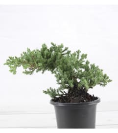 Bonsai Juniper. An arrangement by Win's Flowers.