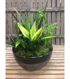 Ceramic Dish Garden. An arrangement by Deep Creek Floral.