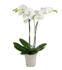 Double Orchid Plants. An arrangement by The Greenhouse Florist.