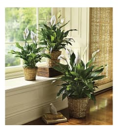Peace Lily in A Basket. An arrangement by Petals and Co..