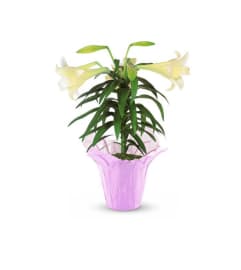 Blooming Easter Lily. An arrangement by Elegant Florist.