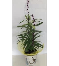 Easter Lily Delight (Container Varies). An arrangement by Roma Flowers and Gifts. Easter Lily Delight (Container Varies). An arrangement by Roma Flowers and Gifts.