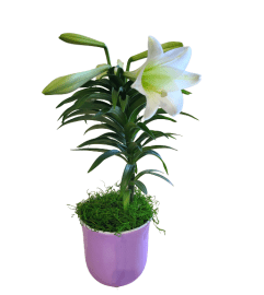 Graceful Easter Lily. An arrangement by Harriet's Flower and Gift Shop.