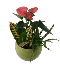 Medium Round Planter Green. An arrangement by Owen Sound Flowers.