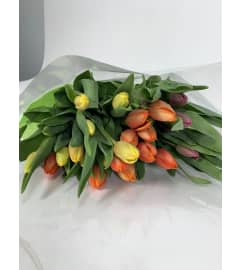 Tulip blast. An arrangement by DMP Flowers and Gifts. Tulip blast. An arrangement by DMP Flowers and Gifts.