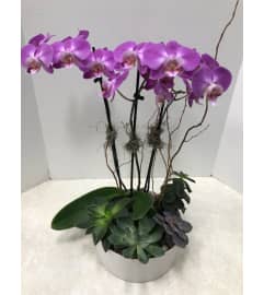 Orchid and Succulents Garden. An arrangement by Mardi Gras Florist.