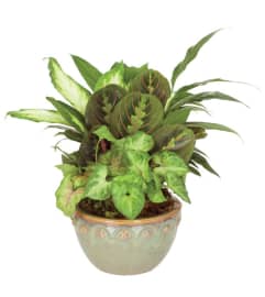 assorted dish garden. An arrangement by Elegant Florist.