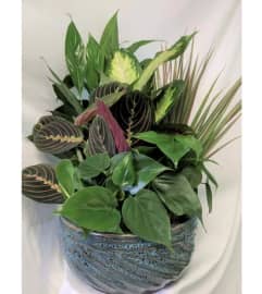 dish gardens growing in a ceramic bowl. An arrangement by Elegant Florist.