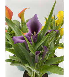 6” potted Calla lily. Colors will vary upon availability. An arrangement by Flower Trends Florists. 6” potted Calla lily. Colors will vary upon availability. An arrangement by Flower Trends Florists.